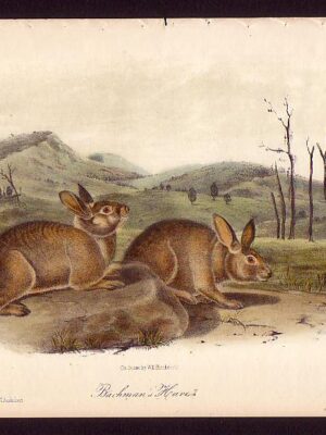 PL 108 Bachman’s Hare