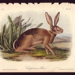 PL 112 Californian Hare