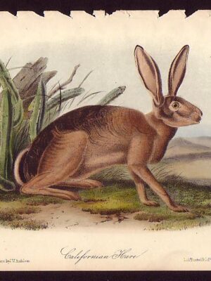 PL 112 Californian Hare