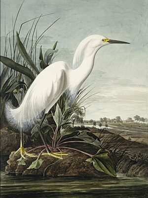 PL 242 Snowy Heron