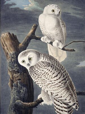 PL 121 Snowy Owl