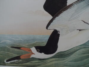 Black Skimmer - head of bird