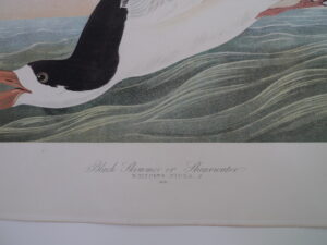 Black Skimmer - title area