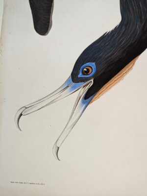 PL 271 Frigate Pelican [Magnificent Frigatebird]
