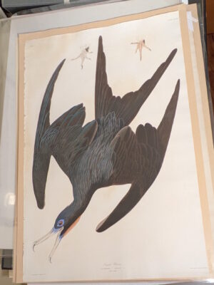 PL 271 Frigate Pelican [Magnificent Frigatebird]